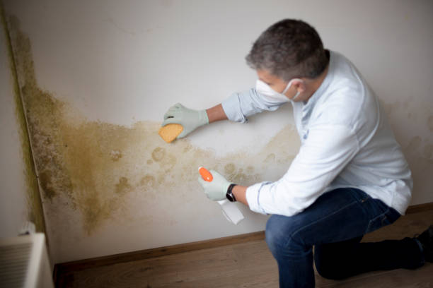  Amity, OR Mold Removal Pros