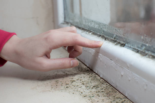 Best Dehumidification Services  in Amity, OR